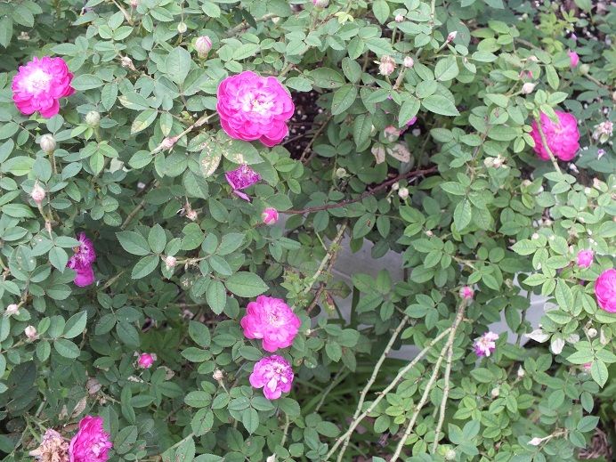  photo pompon3_zps2c23c025.jpg